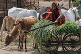 The Fodder Seller