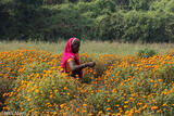 Picking Marigolds