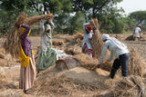 Threshing The Rice Harvest