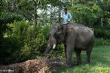 Elephant Dragging Branch