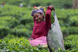 The Tea Plucker