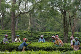 Tea Pluckers