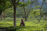 Woman In Tea Garden