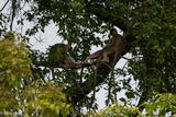 Langurs