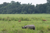 Rhino With Deer