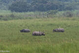 Three Rhinos Grazing