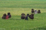 Men Carrying Harvested Rice