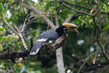 Oriental Pied Hornbill