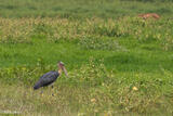 Greater Adjutant Stork