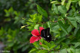Swallowtail Butterfly