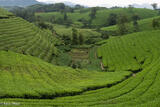 Valley Of Tea