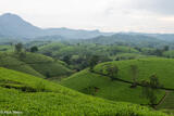 Conical Hills Of Tea
