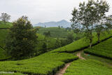 Path Through The Conical Tea Hills