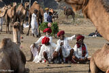 At The Camel Fair