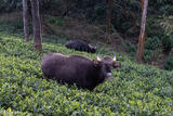 Gaur Grazing In Tea Field