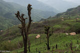 Huts In Jhum Fields