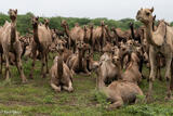 Camels At Bhed Mata Temple