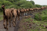 Procession Of Dromedaries