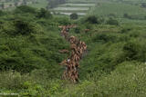 Camels On The Move