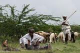 Shepherds