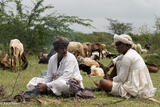 Two Shepherds Brewing Tea