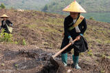 Dao Woman Preparing Cassava Field