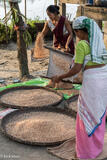 Women Winnowing