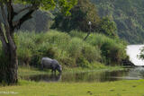 Rhino Drinking