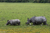 Mother Rhino With Offspring Grazing