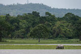 Rhino Drinking At Lake