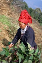 Red Yao Collecting Hillside Vegetables