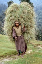 Carrying Winter Fodder