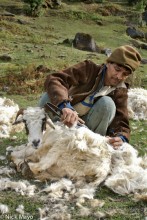 Shearing