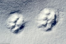 Pugs Of A Snow Leopard