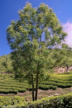 Tree & Tea Field  