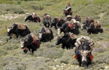 Pack Yaks Returning From Tibet