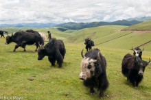 Yak Herd On The High Grasslands