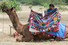 Kutchi Rabari Woman With Her Camel