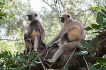 A Langur Family