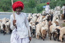 Wandering Shepherd With Flock