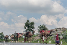 Leading The Camels To The Next Camp