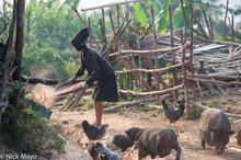 Akha Erpa Woman With Pigs & Chickens