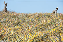Pineapples