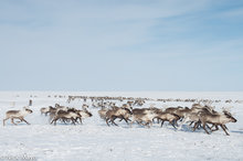 Reindeer Herd Racing