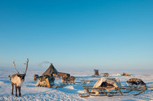 Tundra Camp In Evening Light