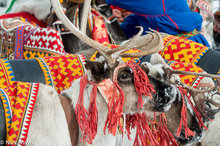 Reindeer Dressed For Yar Sale Festival