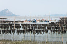 Kelp Drying In Dong Wu Bay