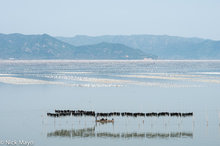 Fujian