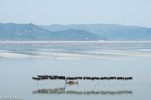 Collecting Kelp Drying On Bamboo Poles