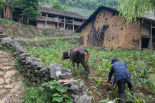 Ploughing The Corn Field